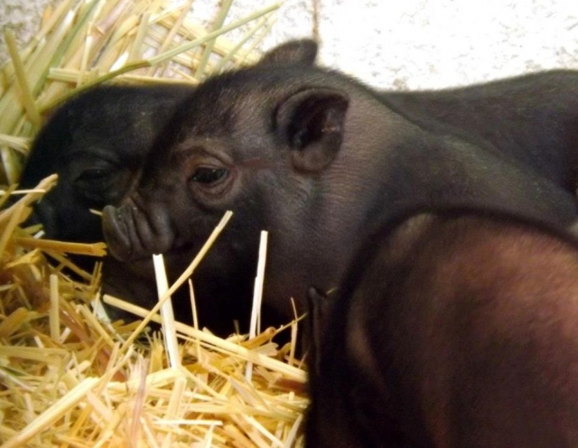 Lechones de cerdo vietnamita